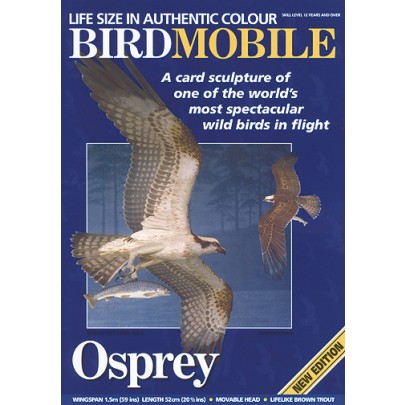 Osprey / Fischadler